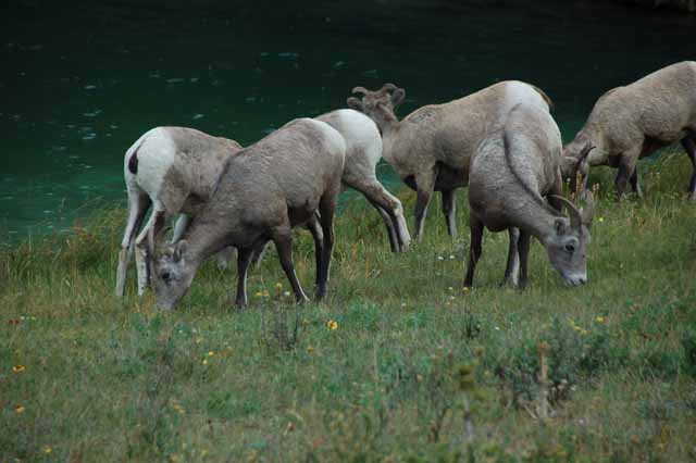 big horn sheep